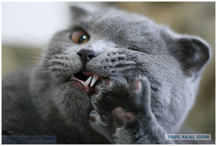 Фото зуб даю прикол. Зуб даю прикол. Дневники вампира мемы. Я тебе зуб даю. Зуб даю что значит.