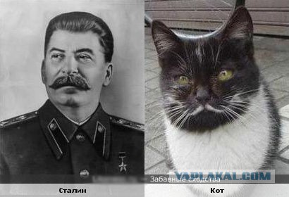 Забавные коты и кошки