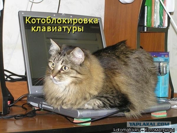 Кошка каждого ЯПовца