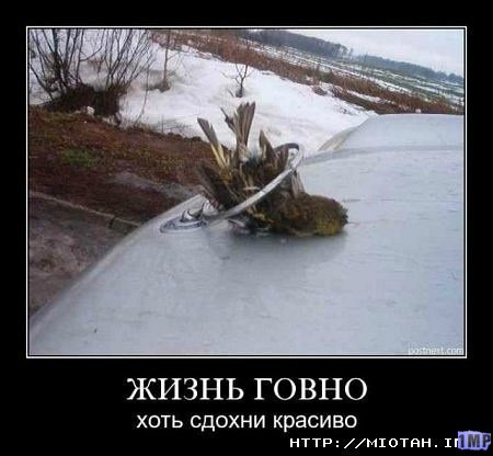 Смешные картинки с надписями