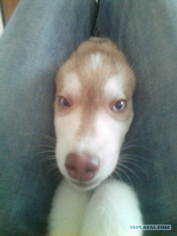 Собакочетверг 07.04.2016