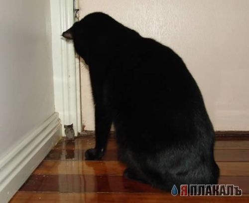Тут Тузик не пробегал?