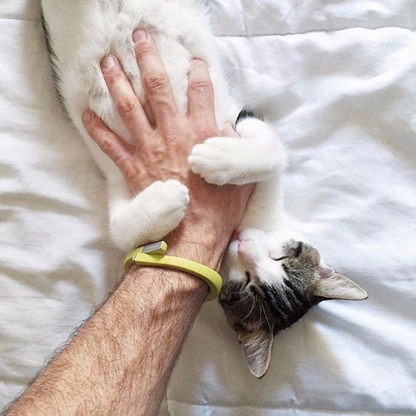Прикольные животные