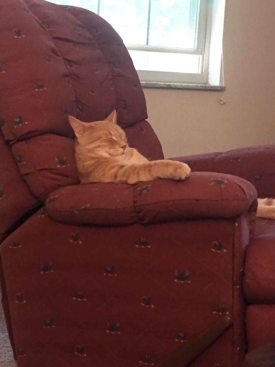 Коты и Кошки