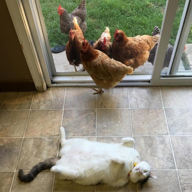 Коты и Кошки