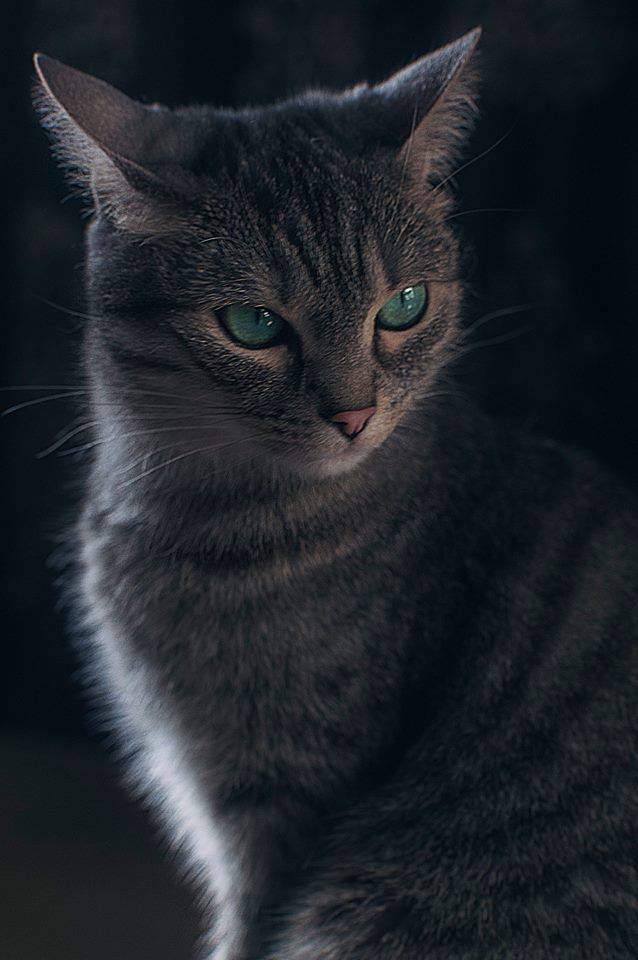 Котовторник 20.03.2018