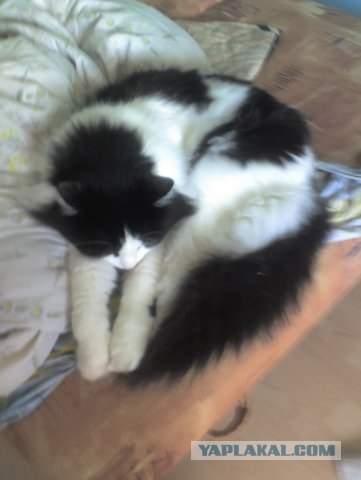 Котовторник (02.06.2009)