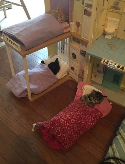 Прикольных котов пост