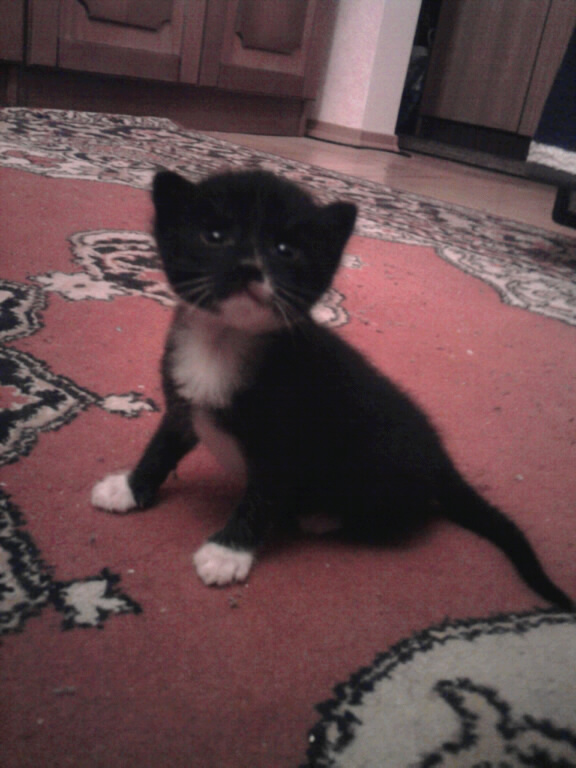 Котовторник стартует