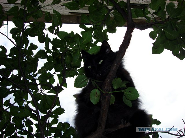 Супер-котофото на котовторник