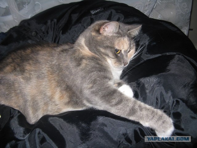Котовторник  14.08.2012.