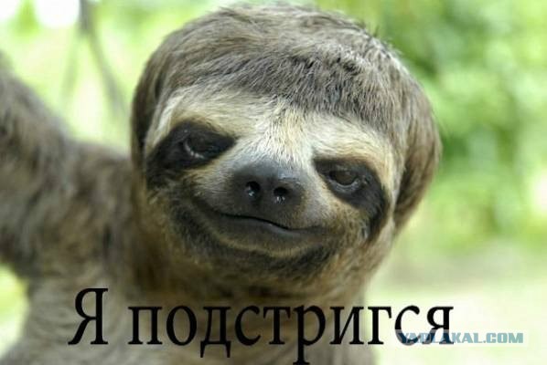 Слёзы и стрижка