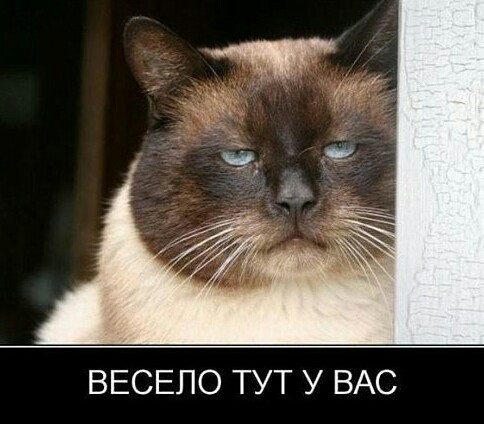 Это Хаски - самые потрясные собаки на планете!