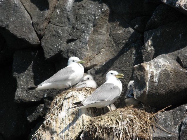 Петропавловск-Камчатский и его окрестности...