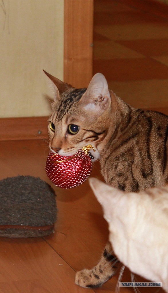 О бенгальских котах на наглядном примере