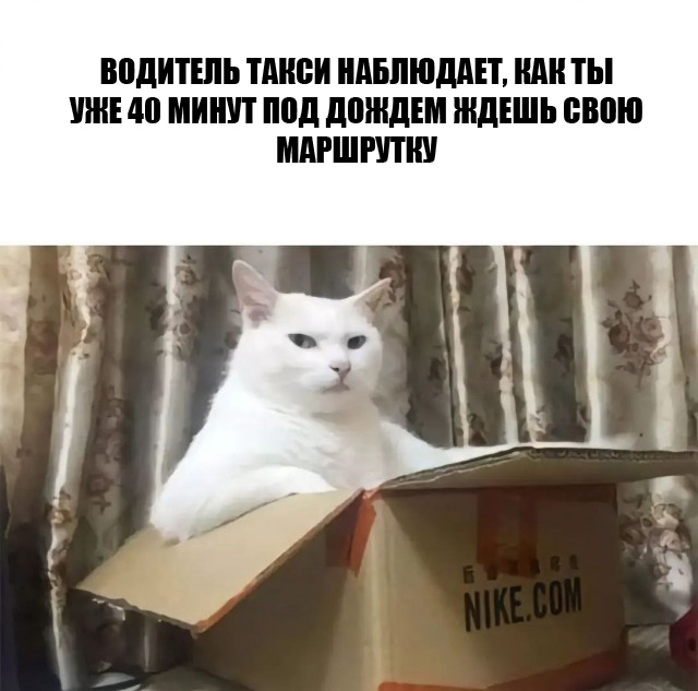Веселый полтишок (09.07.2025)