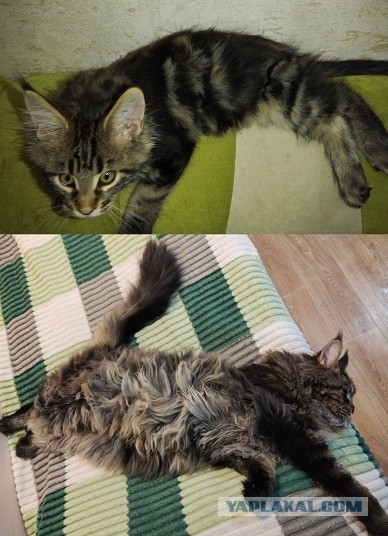 Наши коты