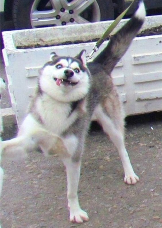 Хаски