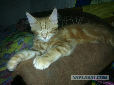 Котовторник 29.10.2013