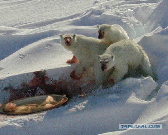 Суровый китаец