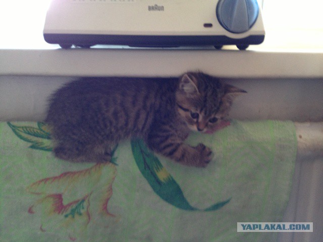 Котовторник 24.06.2014