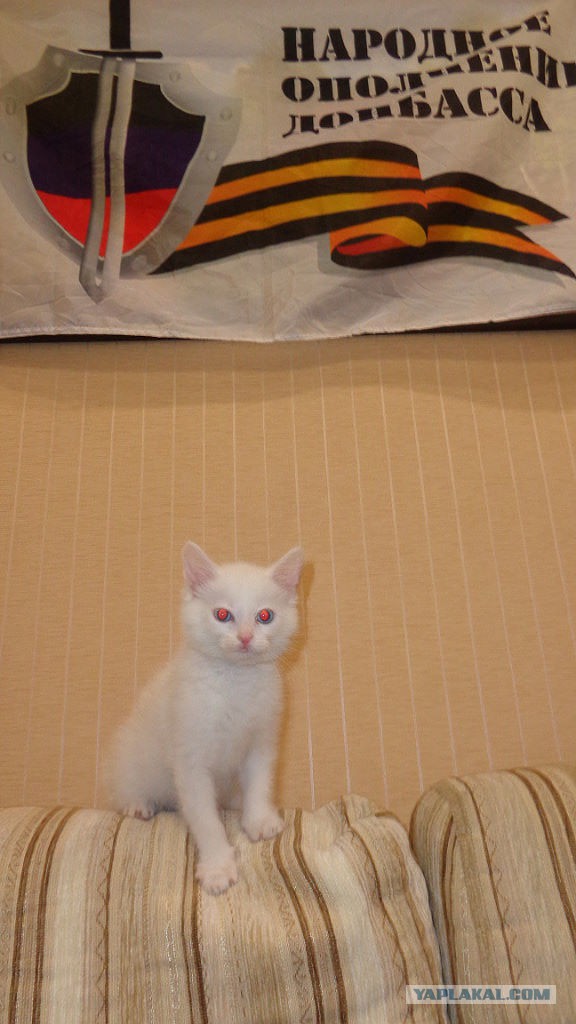 Котовторник 21.10.2014