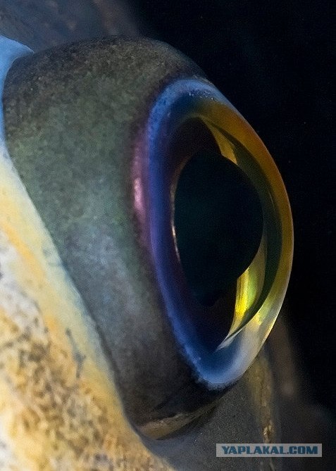 Чудеса природы: целый космос в одном снимке