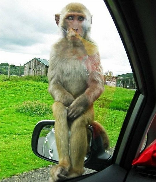 Смешные картинки