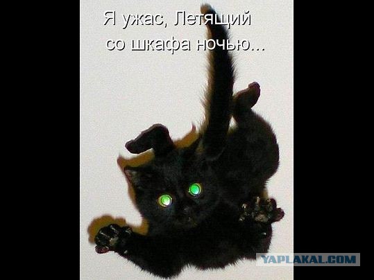 Котовторнику посвящается.