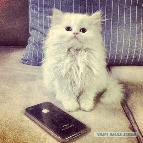 Котовторник однако