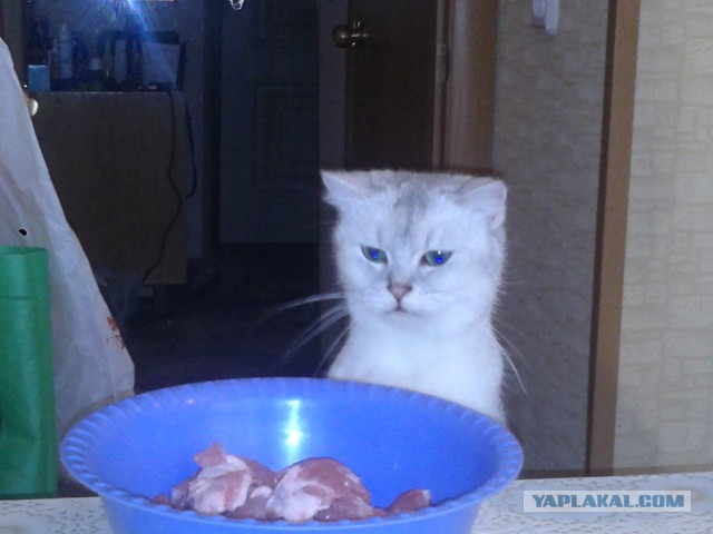 Прикольные коты