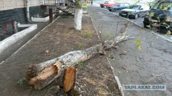 Боец ПС охранял дерево