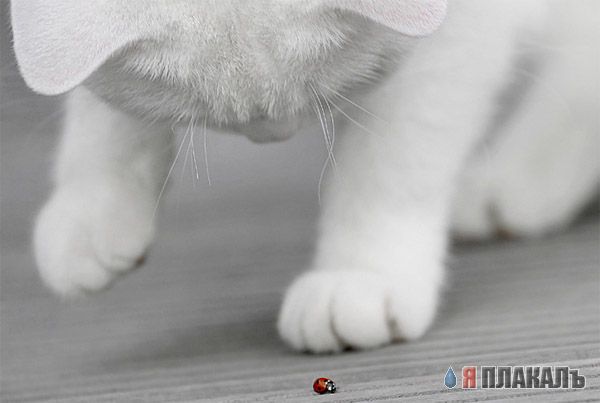 Коты, кошки, котята