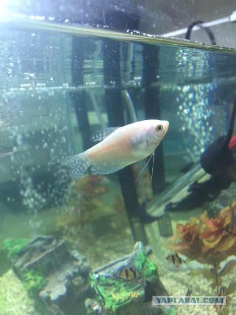 А запилю-ка я пост про рыбок (покажите своим котикам)