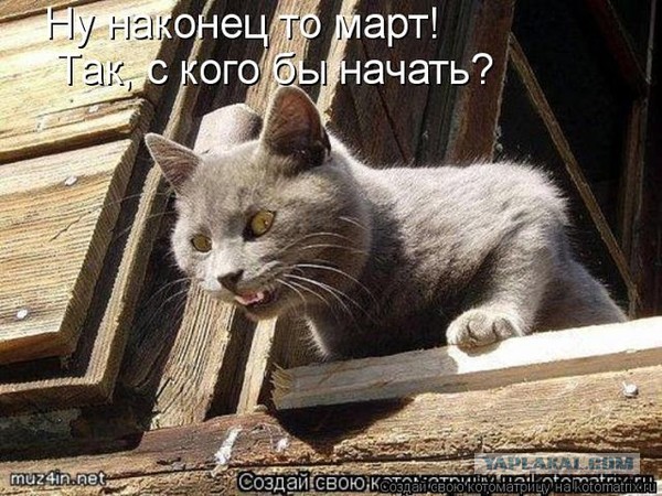 10 брутальных уличных котов