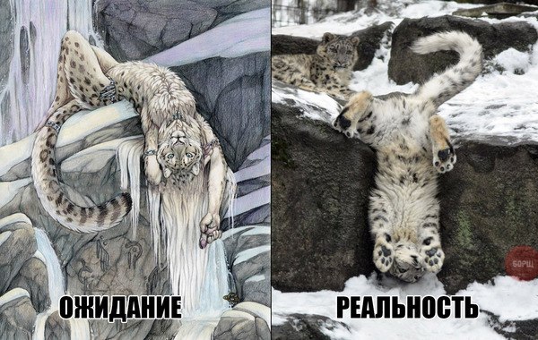 Самые смешные животные