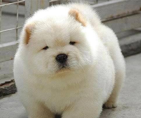 Самые смешные животные