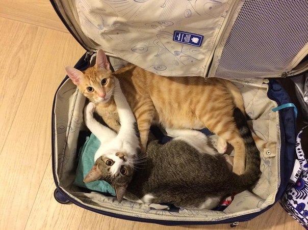 Коты и Кошки