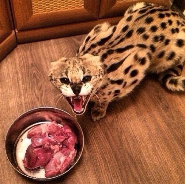 Коты и Кошки