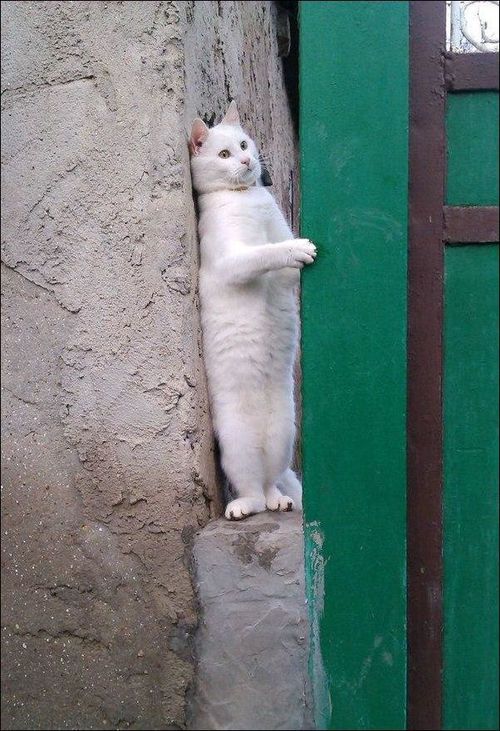 Коты и Кошки