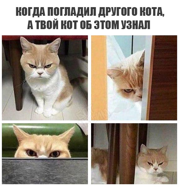 Подборка картинок с юмором "на любителя"