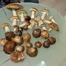 Маслята. Сезон 2017