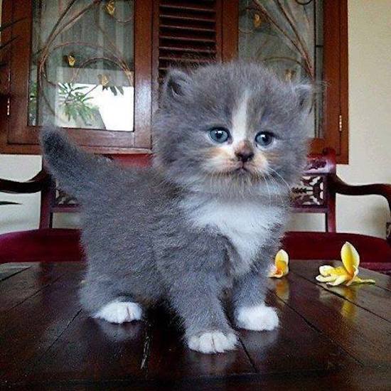 Коты и Кошки