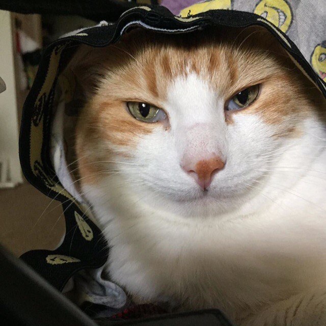 Котовторник!