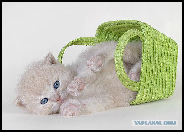 Даёшь Котовторник на ЯПе! (29.07.08)