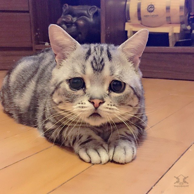 Прикольных котов пост
