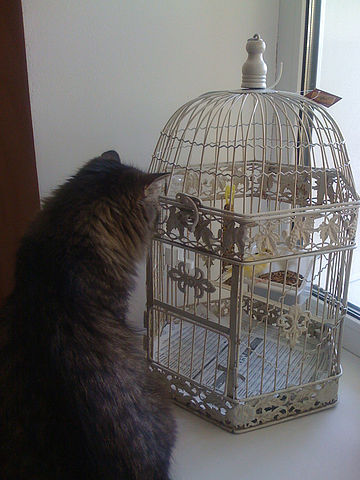 It's Catursday Fever! (Котовторник)