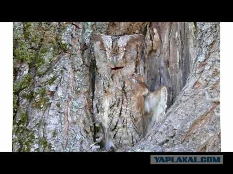 В какой ад попадут знаки зодиака?