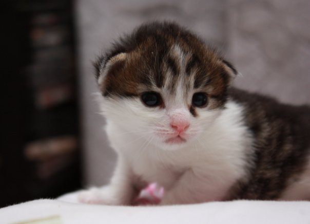 Котовторник уже сегодня!