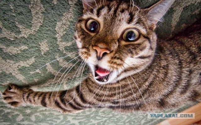 Супер-котофото на котовторник